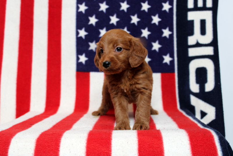 puppy, for, sale, Mini Goldendoodle F1, Matthew B. Stoltzfus, dog, breeder, Gap, PA, dog-breeder, puppy-for-sale, forsale, nearby, find, puppyfind, locator, puppylocator, aca